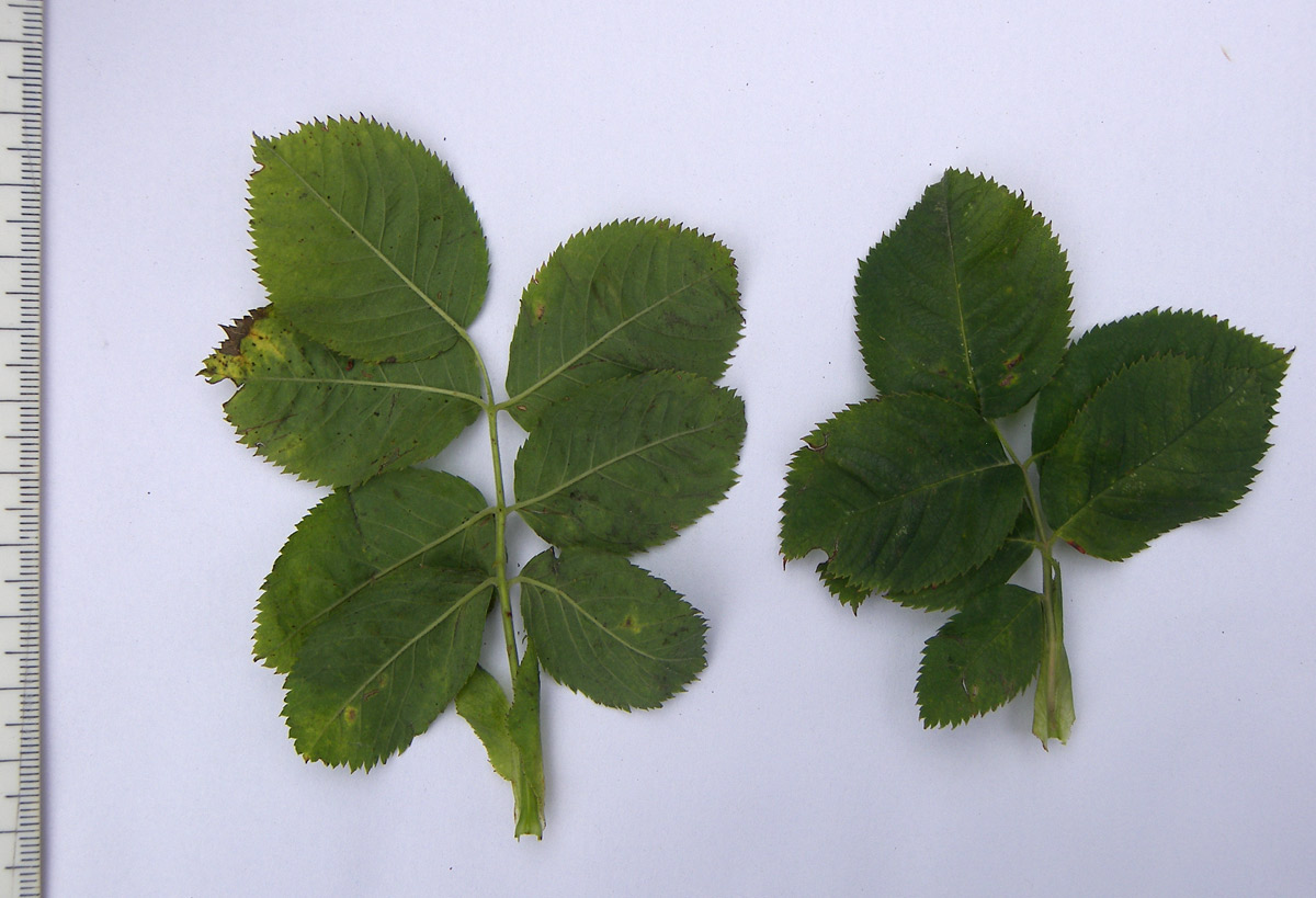 Image of Rosa arensii specimen.