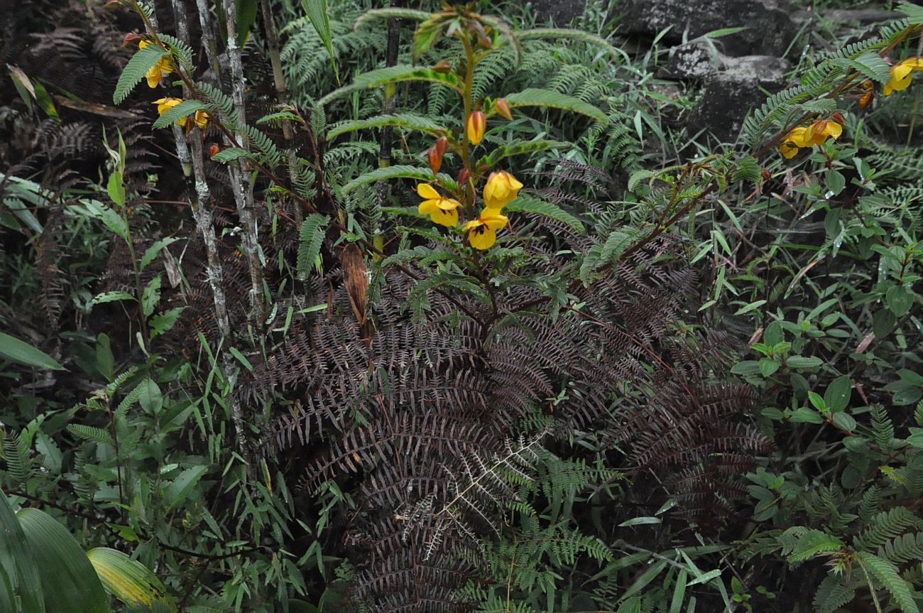 Image of genus Chamaecrista specimen.