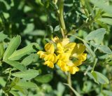 Medicago falcata. Верхушка побега с соцветием. Амурская обл., г. Благовещенск, газон. 23.09.2014.