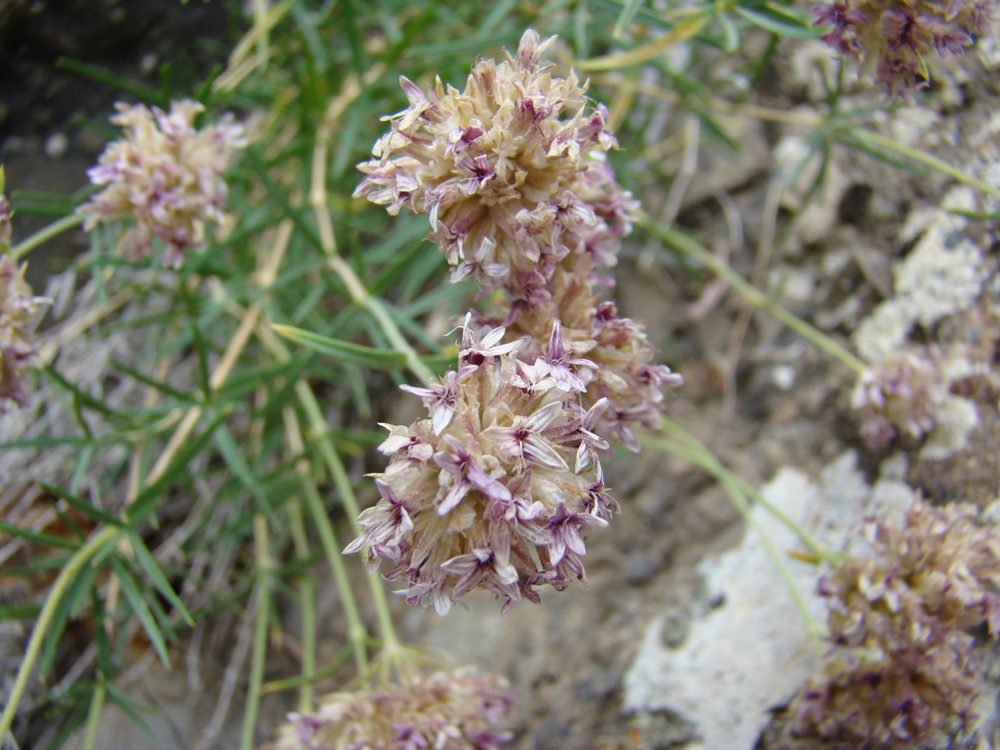 Image of Acanthophyllum coloratum specimen.