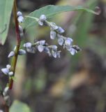 род Persicaria