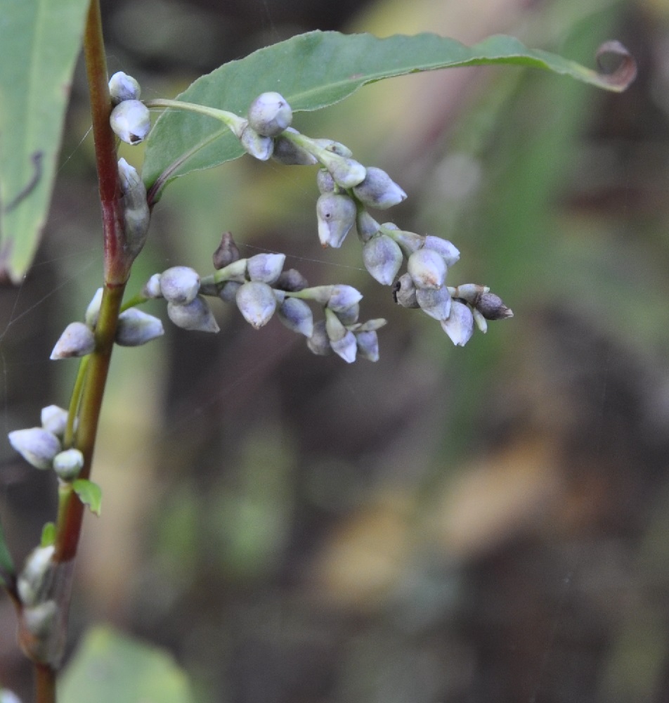 Изображение особи род Persicaria.