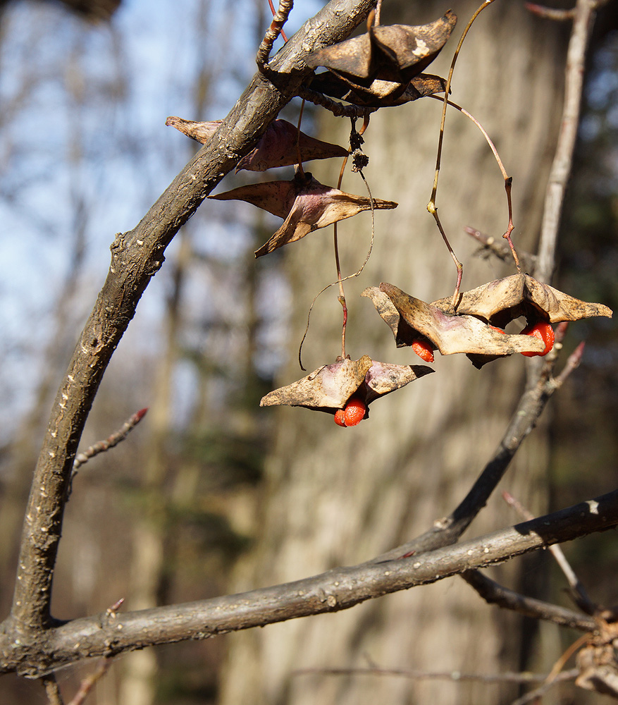 Изображение особи Euonymus macropterus.