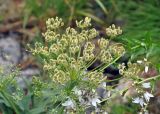 Heracleum freynianum. Соплодие. Карачаево-Черкесия, окр. пос. Домбай, долина р. Аманауз. 27.07.2014.