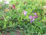 Lathyrus japonicus подвид pubescens. Цветущее и плодоносящее растение на супралиторали. Кольский п-ов, Восточный Мурман, губа Дальнезеленецкая, Дальний Пляж. 10.08.2009.