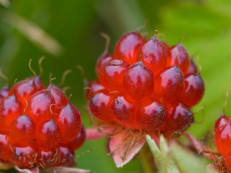 Изображение особи Rubus arcticus.