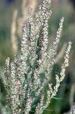 род Artemisia