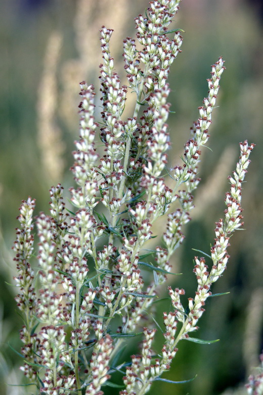 Image of genus Artemisia specimen.