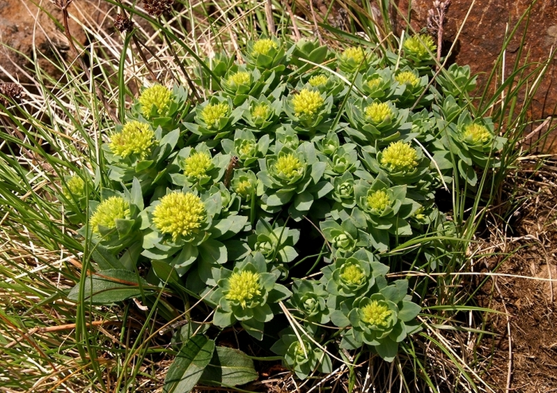 Изображение особи Rhodiola rosea.