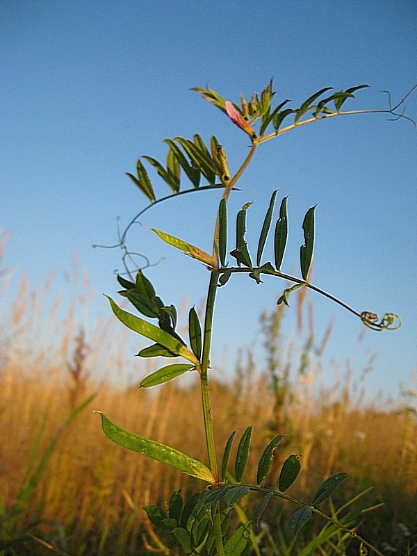 Изображение особи Vicia segetalis.