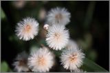 Erigeron