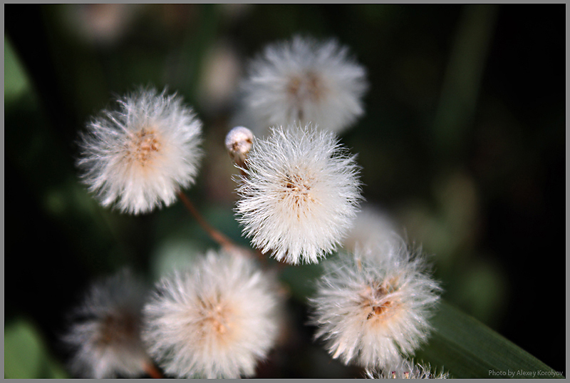 Изображение особи род Erigeron.