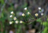 Erigeron politus