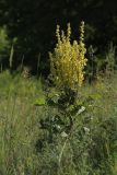 Verbascum lychnitis. Цветущее растение с повреждённым главным побегом. Белгородская обл., пос. Борисовка, балочная степь. 27.06.2009.