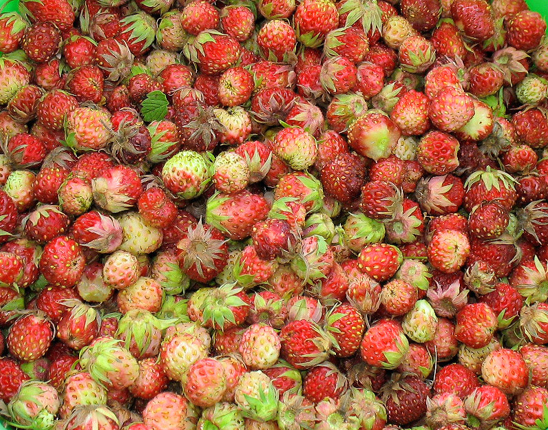 Image of Fragaria viridis specimen.