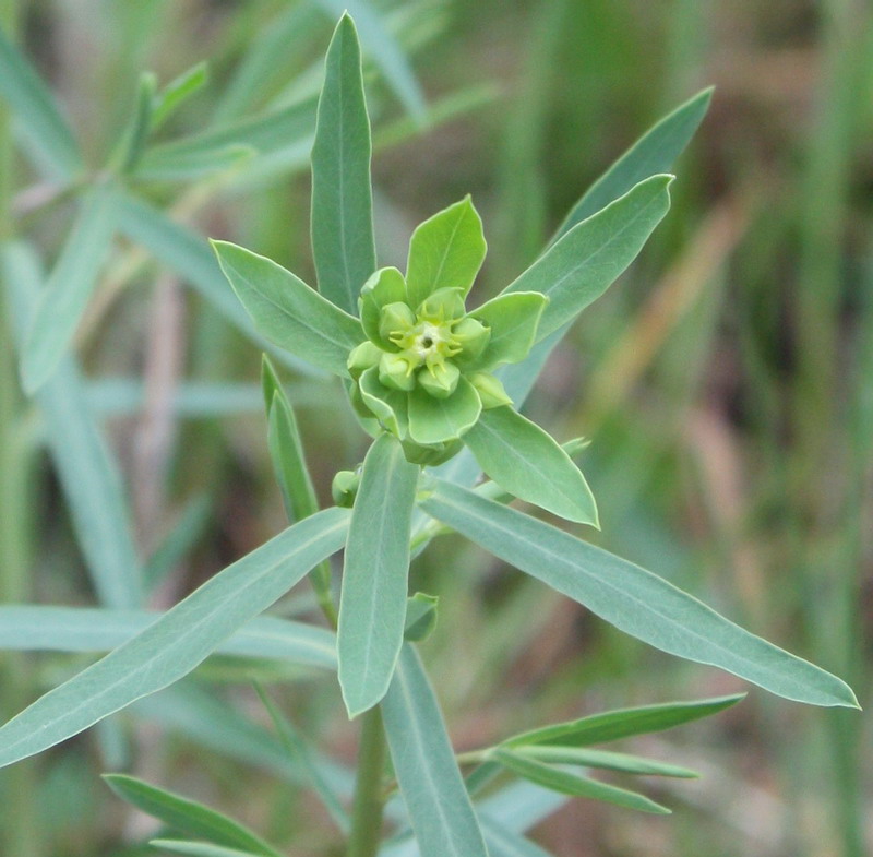 Image of Euphorbia virgata specimen.