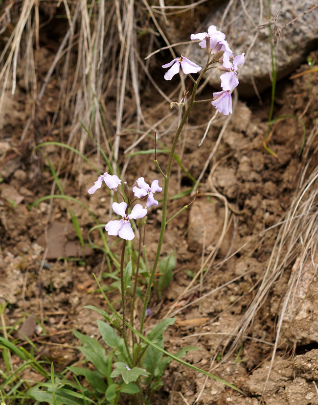 Image of Parrya subsiliquosa specimen.