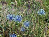 Allium caesium