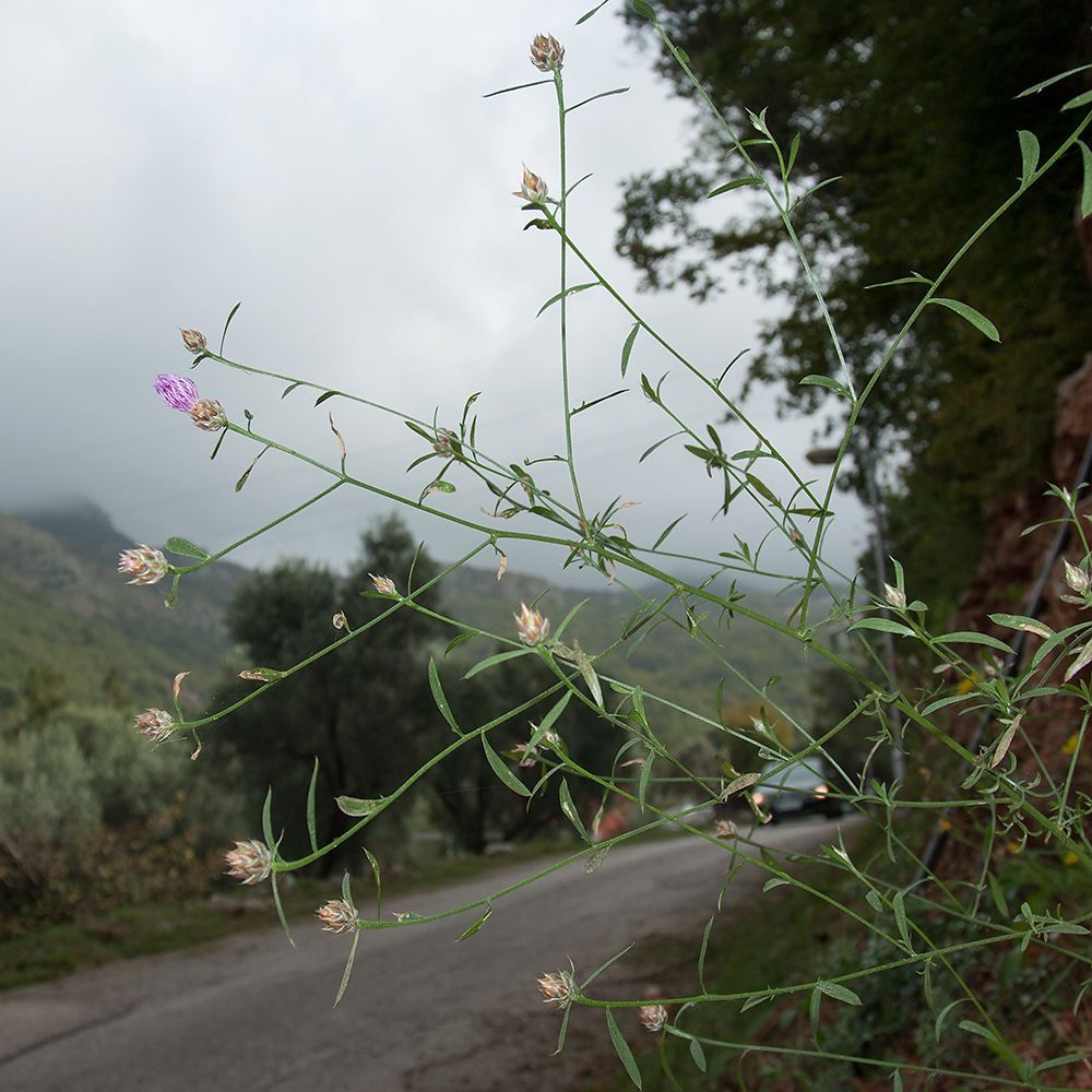 Image of Centaurea deusta specimen.