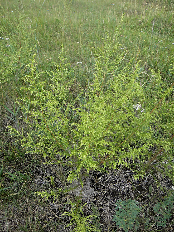 Image of Artemisia scoparia specimen.