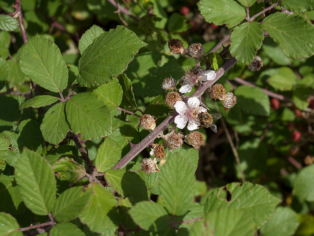 Изображение особи род Rubus.