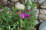 Chamaenerion latifolium
