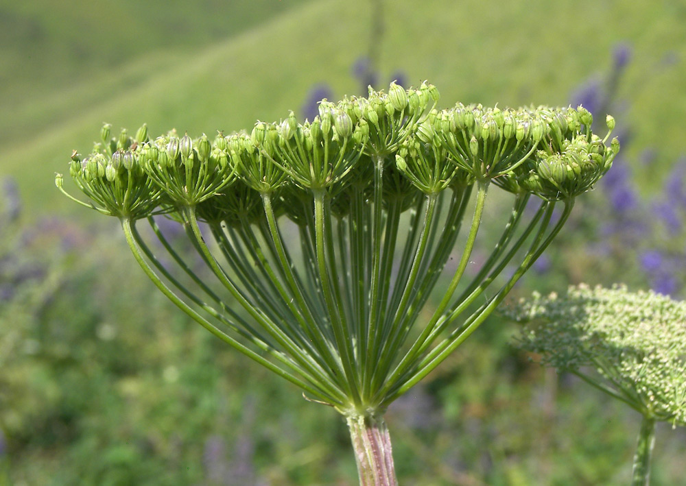 Изображение особи Macrosciadium alatum.