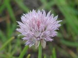 Allium schoenoprasum. Соцветие. Иркутская обл., Иркутский р-н, окр. пос. Боково.19.06.2014.