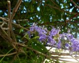 Vitex agnus-castus. Часть отцветающего соцветия и ветки. Франция, Лазурный Берег, Антиб, посадки на пляже. 23.07.2014.