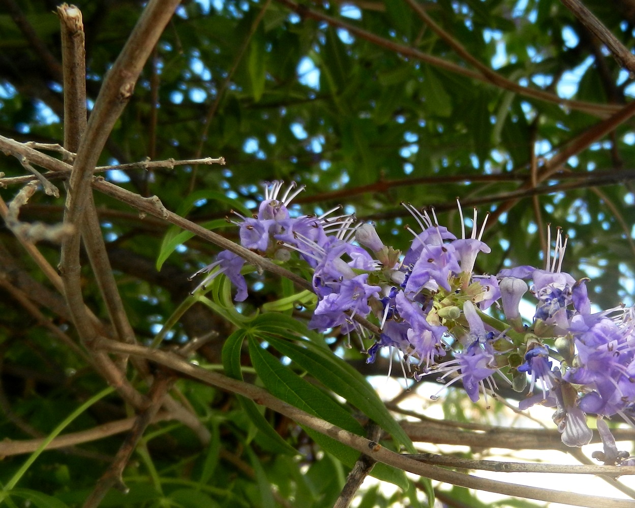 Изображение особи Vitex agnus-castus.