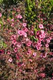 Leptospermum scoparium