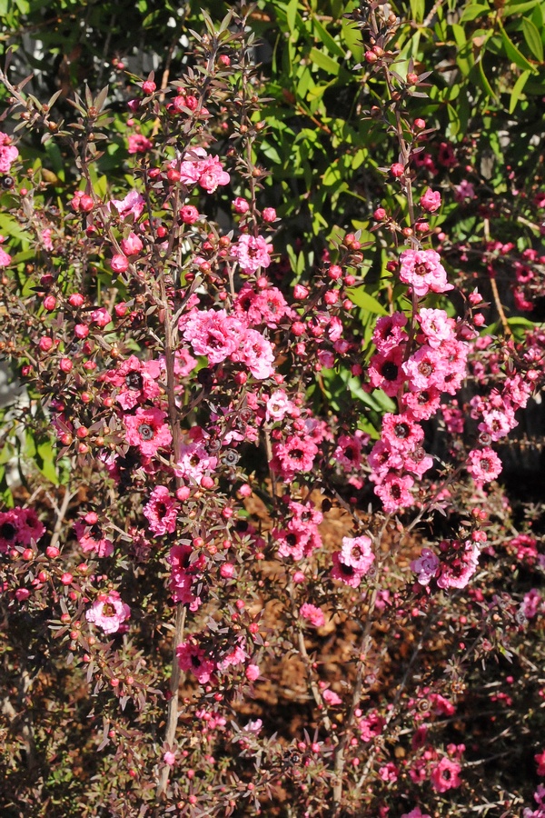 Изображение особи Leptospermum scoparium.