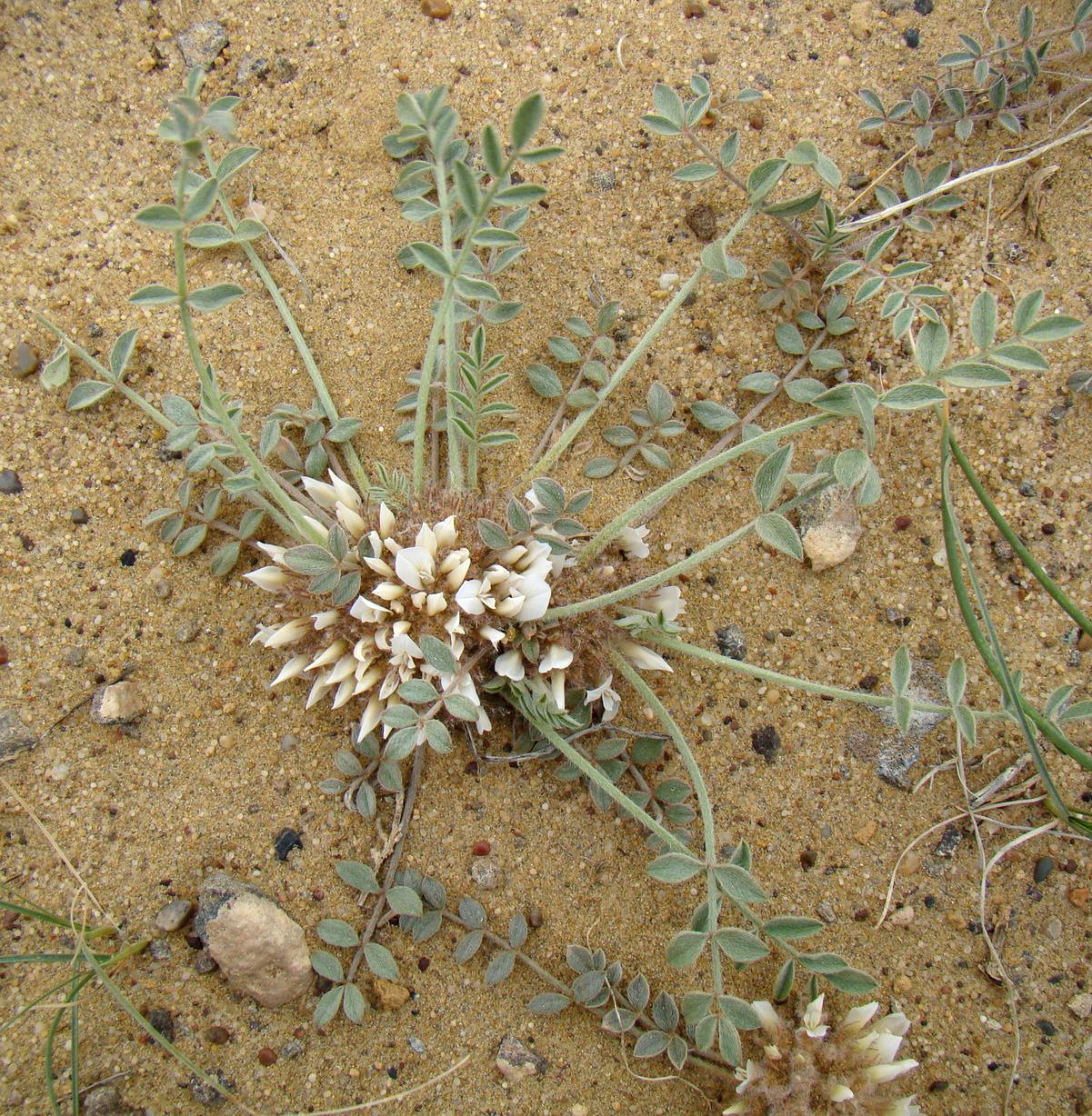 Image of Astragalus scabrisetus specimen.