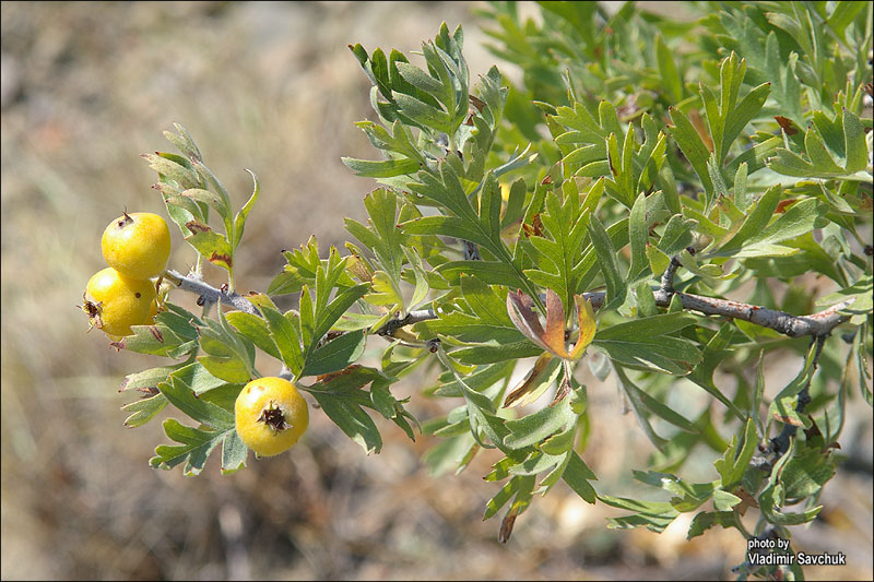 Image of Crataegus pojarkovae specimen.