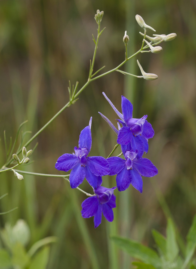 Image of Delphinium consolida specimen.