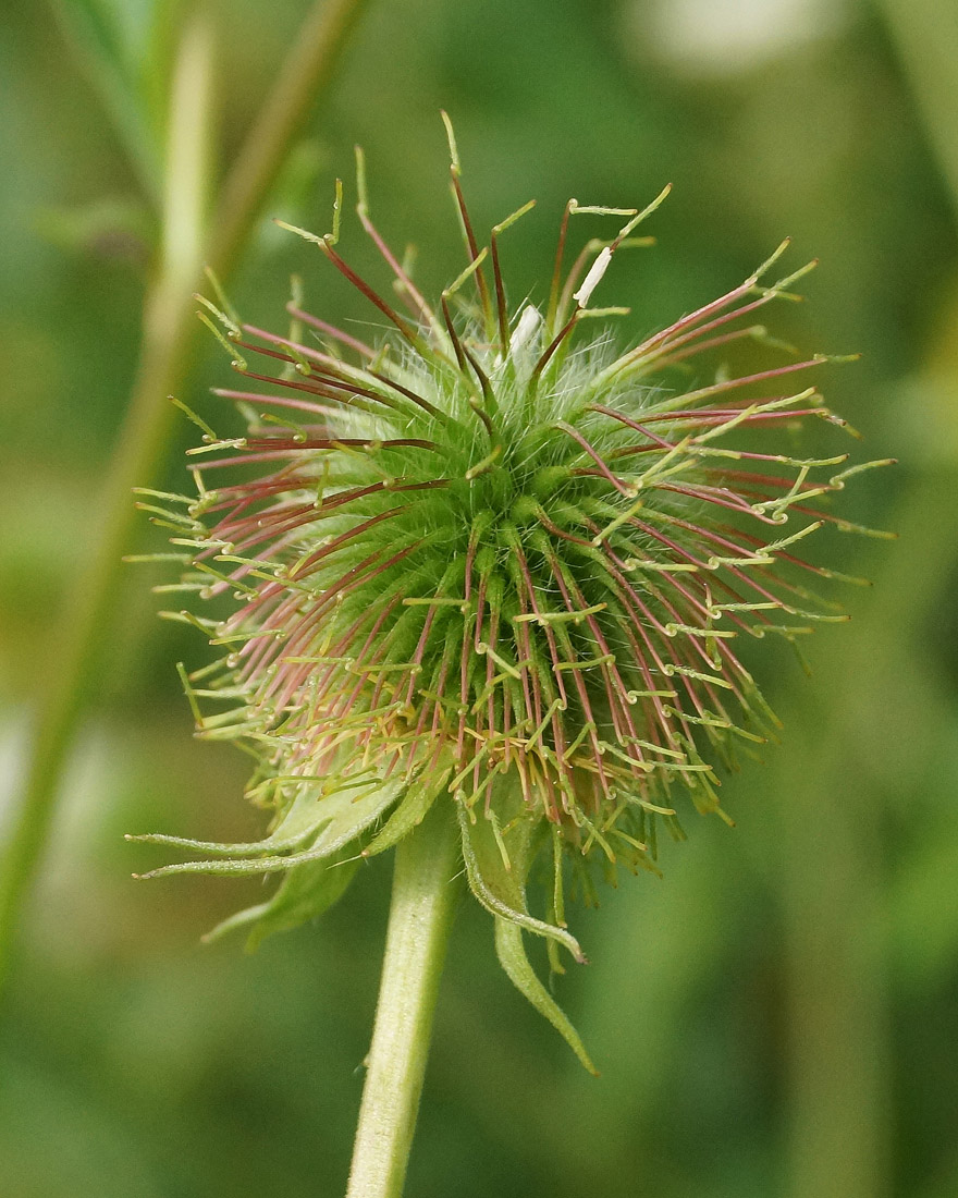 Image of Geum aleppicum specimen.