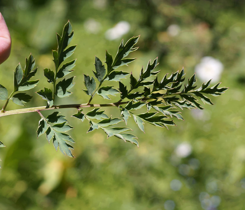 Изображение особи Corydalis semenowii.