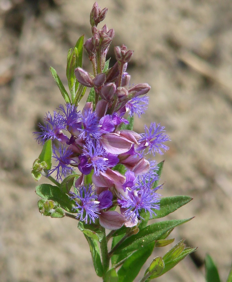 Image of Polygala sibirica specimen.