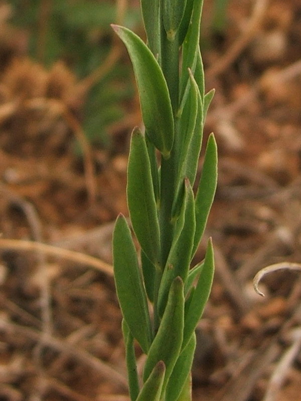 Image of Thymelaea passerina specimen.