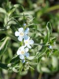 familia Boraginaceae. Верхушки побегов с цветками и бутонами. Кыргызстан, Нарынская обл., левый берег р. Нарын, окр. с. Таш-Башат, вахтовый пос. 04.06.2015.