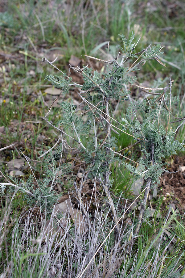 Изображение особи Astragalus neolipskyanus.