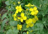 Brassica campestris. Соцветие с жуком-усачом. Якутия (Саха), Нерюнгринский р-н, западная окраина пос. Чульман. 02.07.2012.