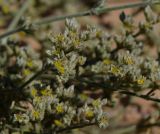 Polycarpaea repens