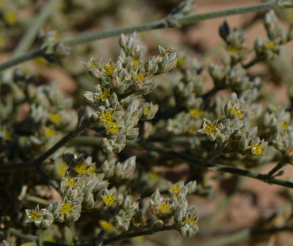 Изображение особи Polycarpaea repens.