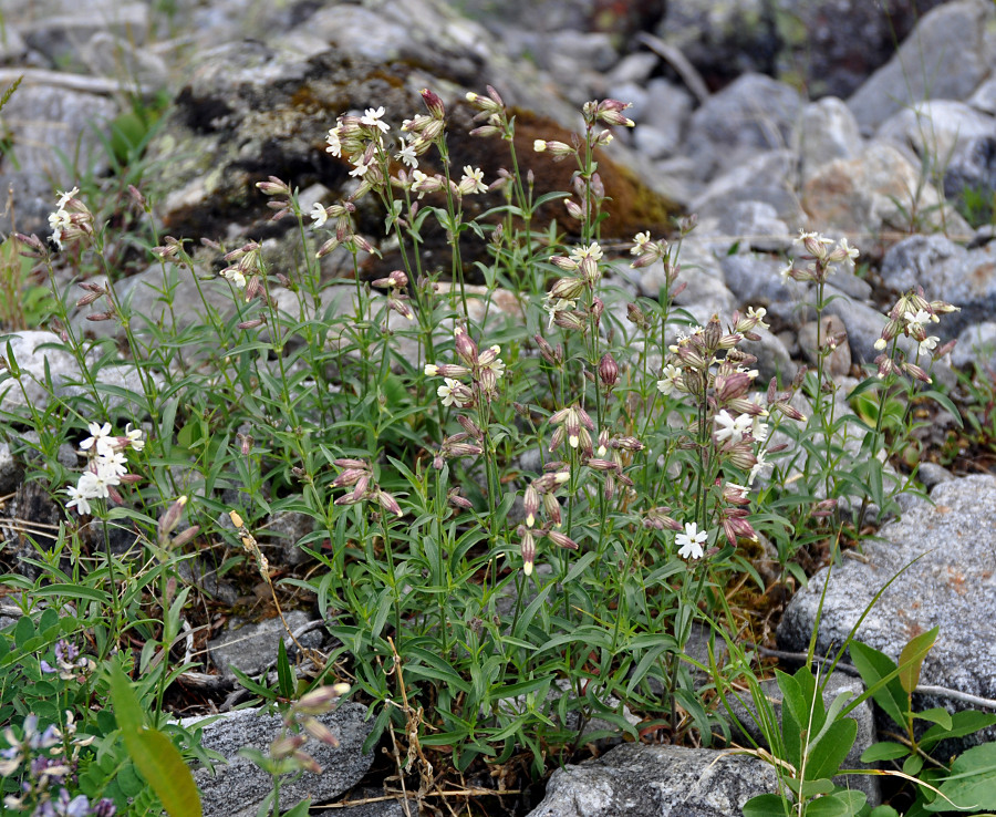 Изображение особи Silene amoena.