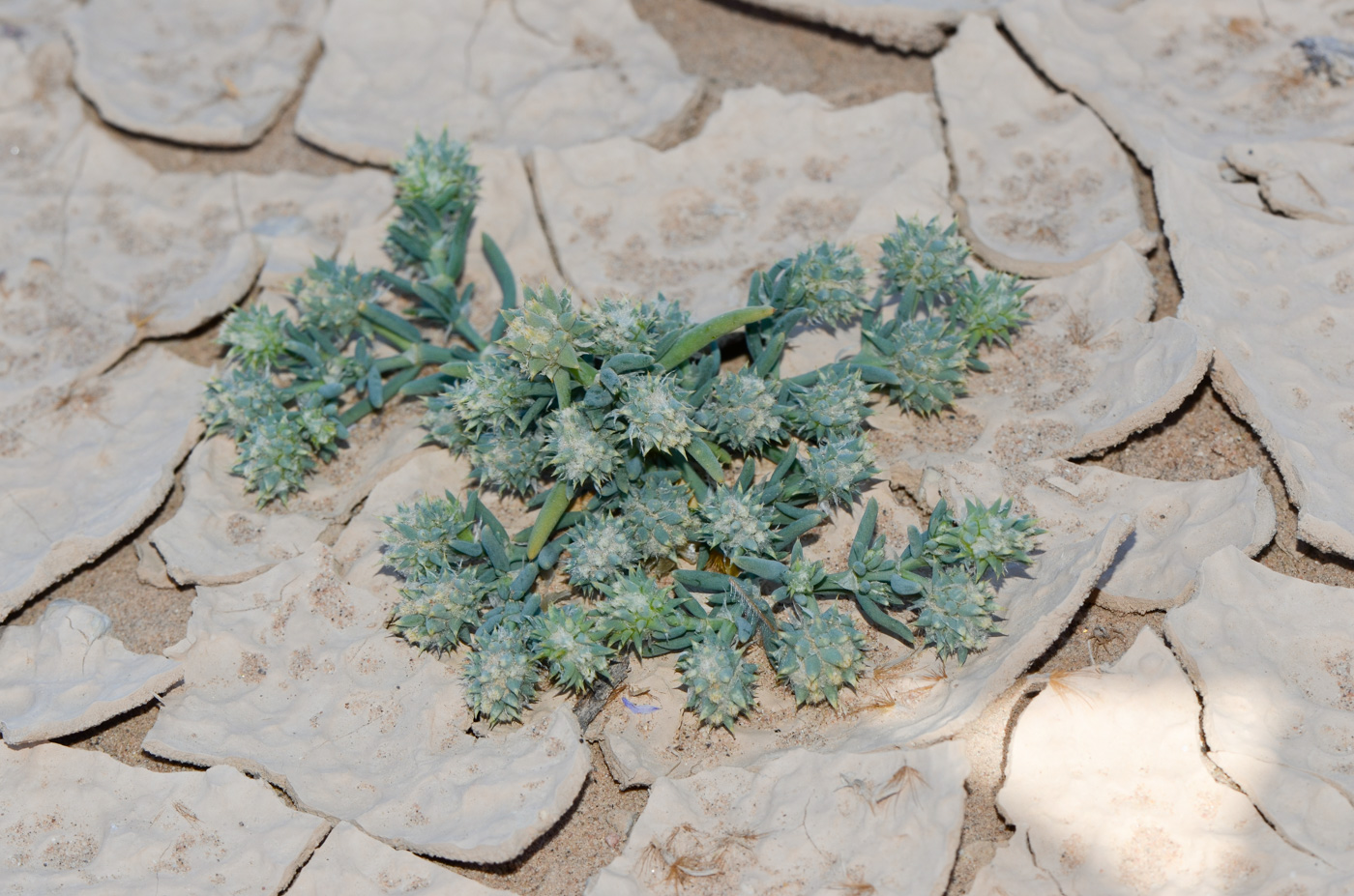 Image of Sclerocephalus arabicus specimen.