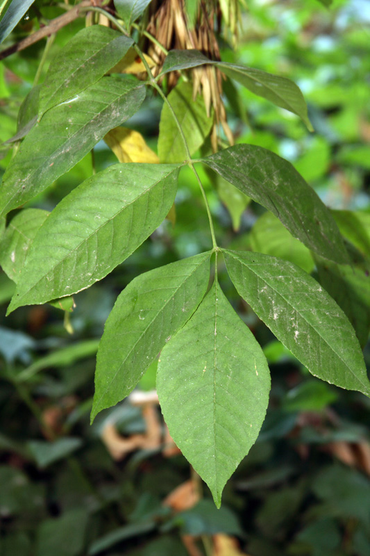 Image of Fraxinus rhynchophylla specimen.