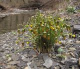 Tussilago farfara