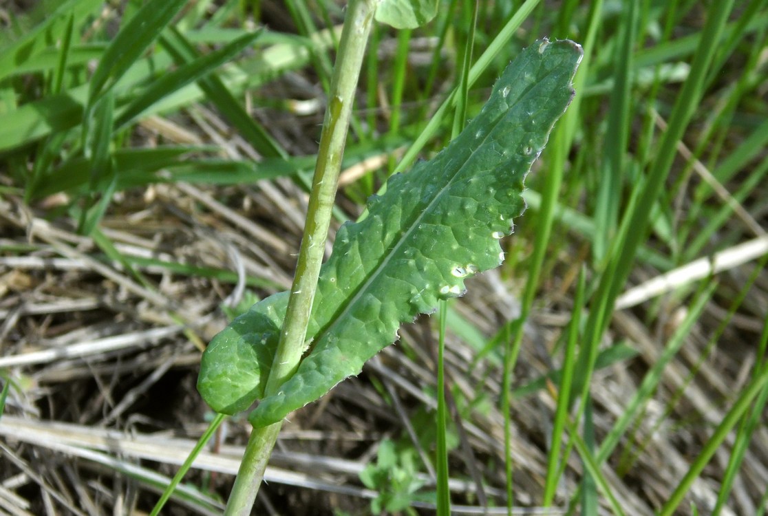 Изображение особи Brassica campestris.