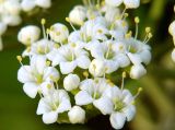 Viburnum lantana. Часть соцветия. Санкт-Петербург. 29 мая 2009 г.